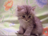 sleepy kitty