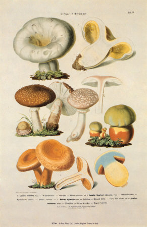 Mushrooms